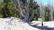 PICTURES/Spectra Point - Rampart Trail Overlook/t_Big Tree4.JPG